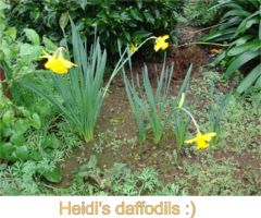heidis_daffodils1